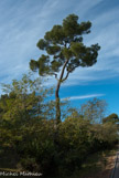 <center>Campagne Pastré</center>