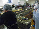 <center>Conserverie Lou Ferrignade</center>Mise en boites à la chaîne.