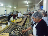 <center>Conserverie Lou Ferrignade</center>Mise en boites à la chaîne.
