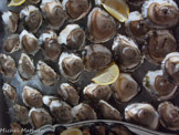 <center>Camargue coquillages</center>