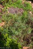 <center>Estragon</center>