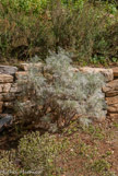 <center>Armoise</center>