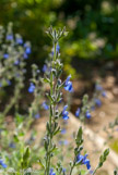 <center>Sauge</center>