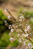 <center>Nepeta</center>