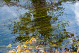 <center>Les canaux</center>Les potamots.