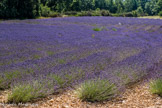 Les différentes espèces de lavande.
La Lavandula angustifolia/vera/officinalis. C’est la lavande à feuilles étroites, lavande vraie, lavande officinale, lavande fine. La plante est sauvage et récoltée en altitude (au-dessus de 600 m). Elle pousse spontanément en moyenne montagne et particulièrement dans les Alpes de Haute Provence. La lavande fine est une lavande de population, c’est-à-dire qu’elle est issue exclusivement de graines. Elle ne doit pas être confondue avec sa variété clonale, la lavande « maillette »
La lavande « Maillette », la lavande « Matherone » sont des plantes cultivées de façon clonale (lavandula angustifolia). La lavande maillette est une lavande fine qui ne se reproduit pas par germination des graines, mais par multiplication végétative. Elle est cultivée en abondance en Provence, sur les versants ensoleillés des montagnes entre 600 et 1700 mètres d’altitude.