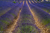 La  lavandula latifolia/lavandula spica. C’est la lavande à feuilles larges, lavande aspic. Ses fleurs sont d’un violet plus doux et ses feuilles vert gris duveteuses sont plus larges que celles de la lavande fine, elle est plus camphrée. La lavande aspic pousse à l’état sauvage. Contrairement à la lavande fine, elle s’épanouit en basses altitudes, jusqu’à 700 mètres. C’est une lavande de population : les plantes sont issues de graines qui germent de façon spontanée, elle n’est pas cultivée, elle est sauvage.