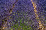 Le lavandin est un hybride de lavandula angustifolia et lavandula spica. Il est stérile et se multiplie uniquement par bouturage. Son épi floral est plus dense, sa tige, plus longues (60 à 80cm), présente deux ramifications opposées. Il existe quatre variétés de lavandin, les plus connues sont le lavandin grosso et le « lavandin super ».
La lavandula stoechas (lavande stoechade). Elle apprécie surtout les terrains siliceux, notamment le schiste; elle possède à l'extrémité de ses épis de grandes bractées violettes, souvent plus foncées que les fleurs proprement dites. Elle sent un peu le camphre.