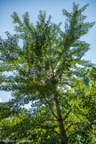 Le Jardin des Fontaines Pétrifiante<br> Ginkgo biloba ou arbre aux quarante écus. Cet arbre préhistorique a survécu à la bombe d’Hiroshima. Quand il est agressé par une source de chaleur, des capsules situées sur ses feuilles libèrent un gaz captant l’oxygène. Cette absence d’oxygène éteint le feu. Le Ginkgo est un « pare-feu » naturel. Cet arbre possède des vertus médicinales. Ses feuilles contiennent des substances qui favorisent la circulation i et stimulent la mémoire.