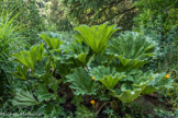 Le Jardin des Fontaines Pétrifiante<br> Gunnera, la rhubarbe géante,  originaire du brésil et de la Colombie, est une plante préhistorique.