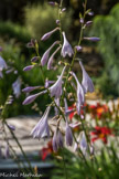 Le Jardin des Fontaines Pétrifiante<br>