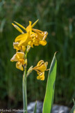 Le Jardin des Fontaines Pétrifiante<br> Iris.