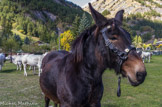 retour de l'Alp.