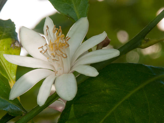 Fleur de citronnier