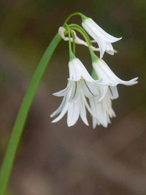 Ail triquêtre