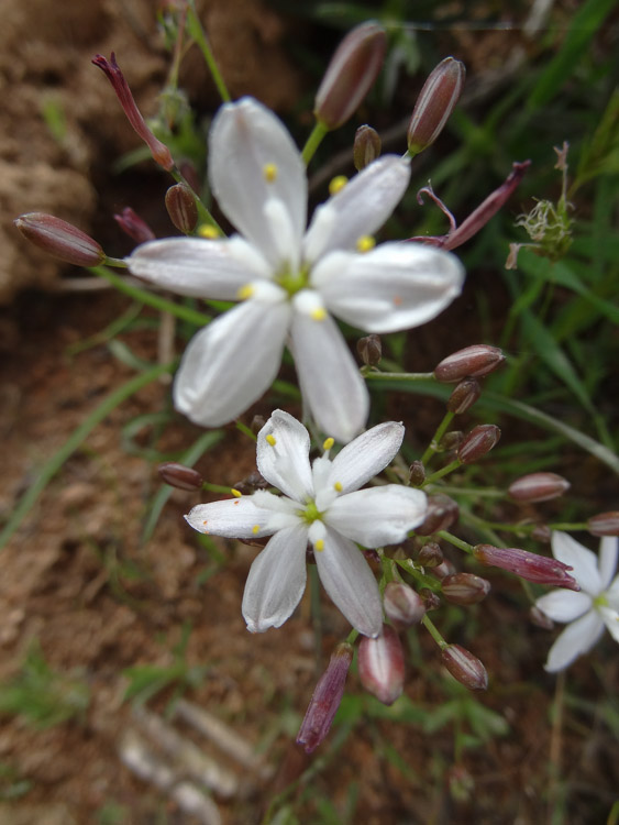 Scille officinale.