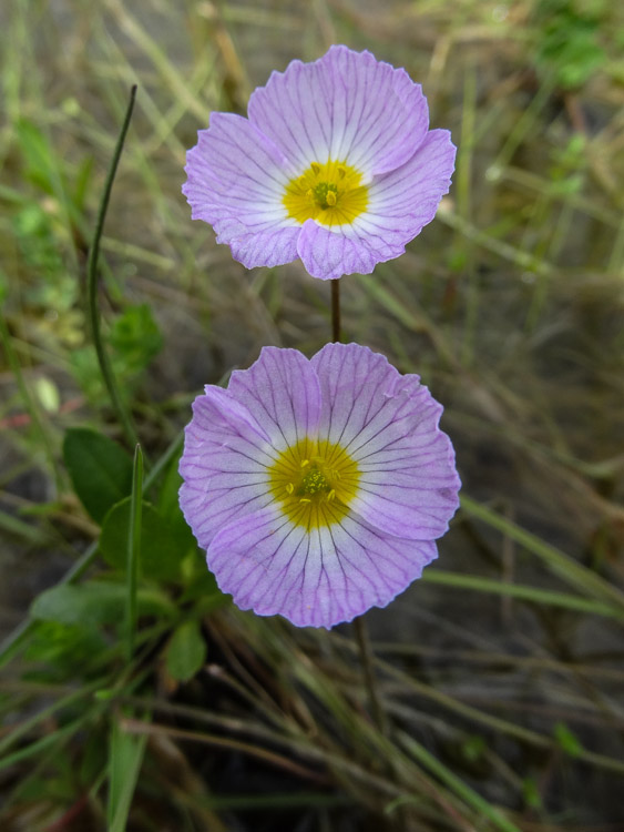 Erodium de Corse.