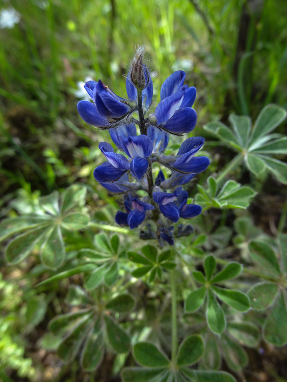 Lupin micranthe.