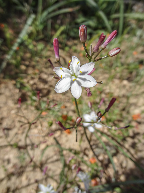 Scille officinale.