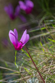 <center> Premier jour : Tartavelo. </center> Cyclamen.