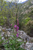 <center>Troisième jour : gorges de la Ricchiusa. </center> Digitale pourpre.