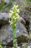 <center>Troisième jour : gorges de la Ricchiusa. </center> Orchis pauciflore.