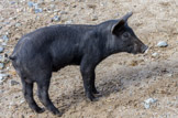 <center>Quatrième jour : Tavera. </center> Salamandre transformée en porc par la fée Morgane (le plus dur, ça a été de faire disparaitre les tâches jaunes).