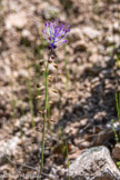 <center>Jour 2.</center>Muscari à toupet.