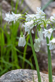 <center>Jour 2.</center>Ail à trois angles.