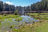 <center>Jour 3. Lac de Crena.</center>Le lac de Crena a intégré le réseau écologique européen Natura 2000 en tant que Zone Spéciale de Conservation. Le lac de Crena o.ccupe une cuvette régulière à fond plat perchée sur une crête, au pied du mont Sant'Eliseu. Ce lac présente de nombreuses particularités. Il est avant tout le plus bas des lacs corses, ce qui lui vaut d'être situé dans une ambiance forestière. De ce fait, il abrite aussi bien des populations d'oiseaux d'eau (Grèbes, Poules d'eau) que des espèces typiquement forestières (Sittelle, Bec croisé, Grimpereau des bois...). Par ailleurs, il héberge un florilège d'espèces végétales à forte valeur patrimoniale : Drosera à feuilles rondes, Laîches vésiculeuses et millet...