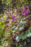 <center>Jour 4.</center>Cyclamens.