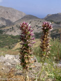 <center>Amorgos</center>Balade du 12/07/2006. Acanthe.