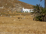 <center>Paros</center>19/07/2006. Kolimbythres.