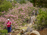 <center>Sifnos.</center>19/06/2008. La descente vers la petite plage de Vlási.