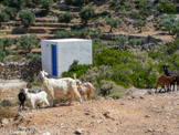 <center>Sifnos.</center>21/06/2008. St. Ioannis