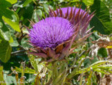 <center>Tinos.</center>26/06/2008.