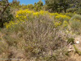 <center>Tinos.</center>27/06/2008.