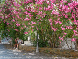 <center>Tinos.</center>27/06/2008. Agapi.