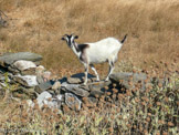 <center>Tinos.</center>29/06/2008.