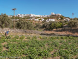 <center>Sifnos.</center>16/06/2008. Apollonia.