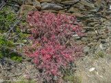 <center>Sifnos.</center>16/06/2008.