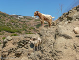 <center>Sifnos.</center>16/06/2008.