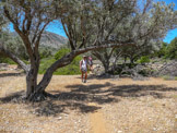 <center>Sifnos.</center>17/06/2008.