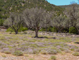 <center>Sifnos.</center>17/06/2008.