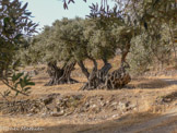 <center>Sifnos.</center>19/06/2008.