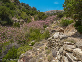 <center>Sifnos.</center>19/06/2008. La descente vers la petite plage de Vlási.