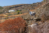 <center>Sifnos.</center>16/06/2008.