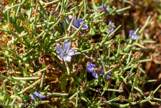 <center>Sifnos.</center>16/06/2008.