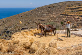 <center>Sifnos.</center>16/06/2008.