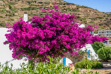 <center>Sifnos.</center>17/06/2008.